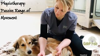 Canine physiotherapy How to do Passive Range of Movement Exercises in the Dog [upl. by Irma]