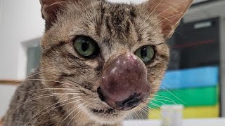 Removing An Enormous Cuterebra From Kittens Nose Part 126 [upl. by Ettezil150]