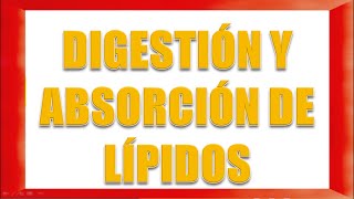 DIGESTIÓN Y ABSORCIÓN DE LÍPIDOS [upl. by Wolgast]