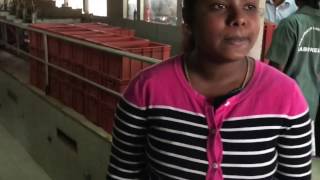 Sri Lanka Tea Factory Tour [upl. by Kennedy262]