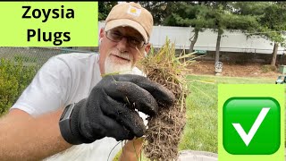 How to make Zoysia Plugs with a bulb planter  zoysia lawncare [upl. by Frendel]