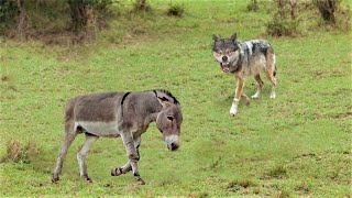 Dieser Wolf griff einen Esel an Was dann geschah Raubtiere die eindeutig Beute verwechselt haben [upl. by Rodablas]