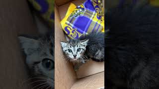 cats funny werecat happyanimals hcat [upl. by Hamas744]