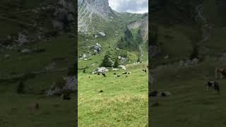 Riding cogwheel to Mt Pilatus Viewing the Swiss cows at Alm 🇨🇭So much fun [upl. by Holli]