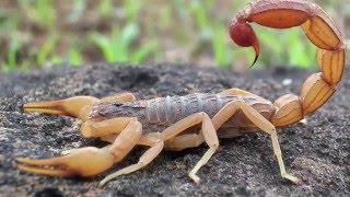 Scorpion Evolution  California Academy of Sciences [upl. by Tarazi]