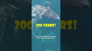 Why Bowhead Whales Live Over 200 Years BowheadWhale LongestLivingMammal [upl. by Poliard]