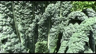 Do Greens Grown in Rock Dust Taste Better [upl. by Jamnes]