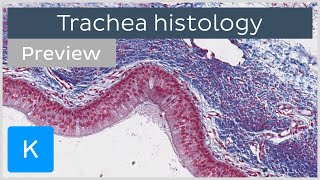 Trachea cells tissues histology slides preview  Human histology  Kenhub [upl. by Aixela]