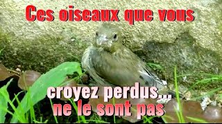 OISEAUX trouvés que faire [upl. by Saidel]