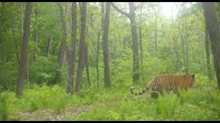 Massive siberian tiger and Ussuri brown bear [upl. by Calysta]