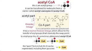 The Citric Acid Cycle aka TCA Krebs amp pyruvate oxidative decarboxylation chemistry amp context [upl. by Walton]