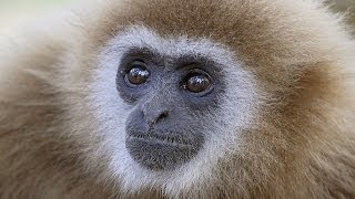 Whitehanded Gibbon singing Kaeng Krachan NP Thailand [upl. by Chaffin]