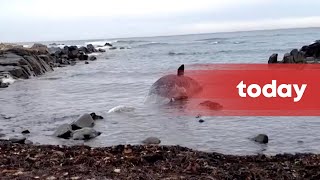 14 sperm whales found washed up dead on Australian island [upl. by Analem798]