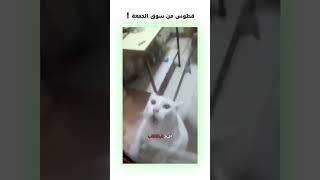 قطوس من سوق الجمعة 😂  دبلجةمضحكة ضحك اكسبلور السعودية mykingo كوميديا funny دوبلاج قطط [upl. by Aiek738]