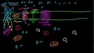 Biology Lecture  41  More on the Electron Transport Chain [upl. by Eiramnna]