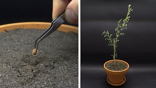 Growing RED LENTILS Time Lapse  Seed to Lentil in 63 Days [upl. by Rediah]