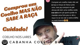 NÃO SABE QUE RAÇA É SEU COELHO [upl. by Llenrac]