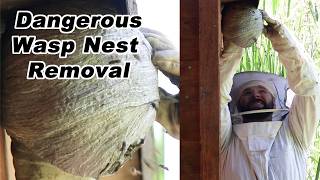 Destroying A Dangerous Wasp Nest  1st Yellowjacket Nest Removal of 2024 Mousetrap Monday [upl. by Gusba541]