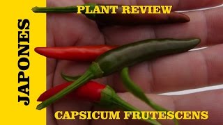 ⟹ Japones Pepper  Capsicum Frutescens [upl. by Aiela]