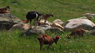 La transhumance des troupeaux un spectacle étonnant à voir  2906 [upl. by Kennet]