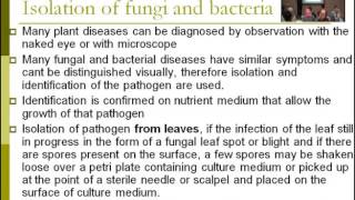 Lecture 11  Identification Isolation of fungi and bacteria  Dr Rana Samara [upl. by Joh249]