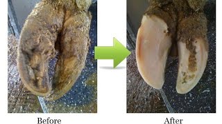 cow hoof trimming  hoof trimming [upl. by Jonathon990]