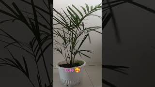 MY CHAMAEDOREA ELEGANS PARLOR PALM 🌴 indoorplants garden gardening nature plants [upl. by Elyod233]