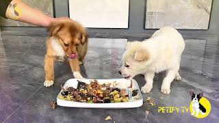 White and Brown puppies are enjoying for food 🍔dog dogfood pets puppy shorts 2024 dogvideo [upl. by Notniuq]