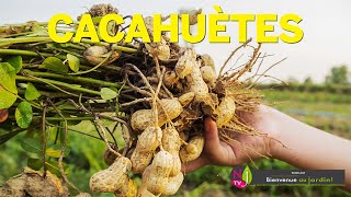 ARACHIDE  UNE PLANTE ÉTONNANTE DONT LES FRUITS amp LES GRAINES CACAHUÈTES SE DÉVELOPPENT SOUS TERRE [upl. by Mcarthur539]