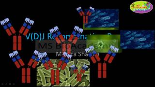 VDJ Recombination Heavy and Light chain genePART2in English [upl. by Leyla]