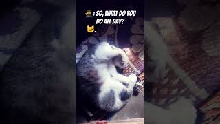 Professional Napper catshorts cat kitten memes funny nature [upl. by Elreath]