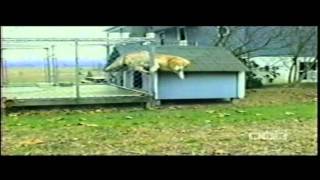 ☺ AFV Part 169  Americas Funniest Home Videos 2012 Funny Videos Montage Compilation [upl. by Jerrilee795]