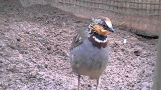 ricketts hill partridge [upl. by Greta287]