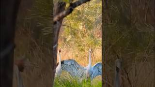 Gangster Brolgas Quick Dance birds birdlovers birdwatching [upl. by Melvyn]