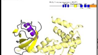 LUBAC linear ubiquitin chain assembly complex with sound [upl. by Hirai444]