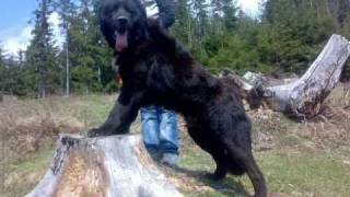 Ciobanesc Romanesc Corb  Romanian Raven Shepherd [upl. by Torruella]