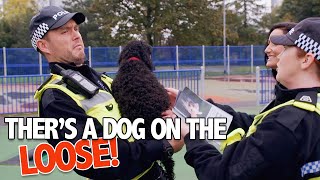 Dog On The Loose  Scot Squad  BBC Scotland [upl. by Imotas504]