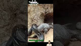 Trăn vào tận ổ kỳ đà để ăn trứng  Python hunting monitor lizard [upl. by Chenee]