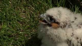 Banding of Peregrine Falcon Chicks  Season Three [upl. by Osnofledi]