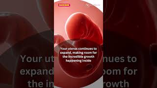 6 WEEK PREGNANT Whats Happening Inside You pregnant pregnancy pregnancysymptoms babyinwomb [upl. by Iaj453]