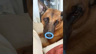 Tap the Circle really fast dog funny cute subscribe puppy doglover [upl. by Androw119]