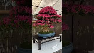 Bonsai of Azalea Flowershortsgardening [upl. by Harwell612]