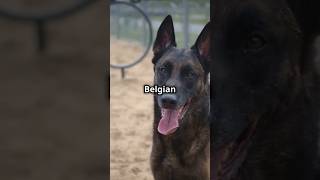 Belgian Malinois The Ultimate Working Dog Explained [upl. by Attiuqaj]