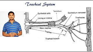 Lecture 13 Respiratory system in insects [upl. by Pellegrini]