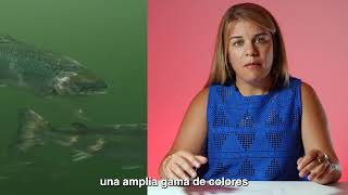 ¿Sabías que el salmón de piscifactoría es gris La verdad sobre su color [upl. by Joelynn]