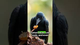 Animal Fact incredible intelligence of crows [upl. by Cherice231]