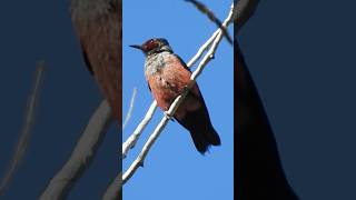 Finding the watermelon colored woodpecker 🍉 birdingadventures brighteyedbirding [upl. by Loring]