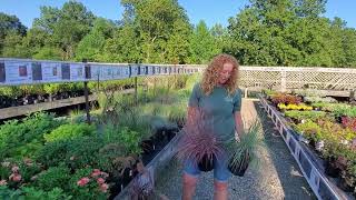 Ornamental Grasses [upl. by Gnouhc]