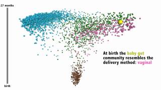 The assembly of an infant gut microbiome framed against healthy human adults [upl. by Enitsahc]