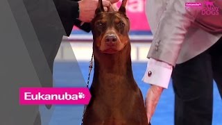 Eukanuba World Challenge Final  Part 2 [upl. by Hadeehuat]